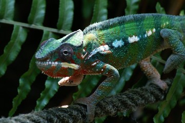 Obraz premium Chameleon