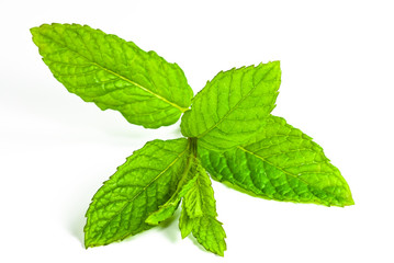 mint leaf