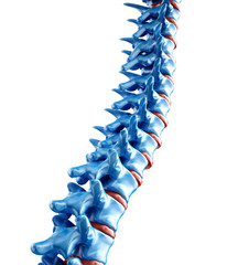 Human spine illustration