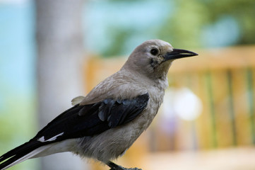 Clark's Nutcracker