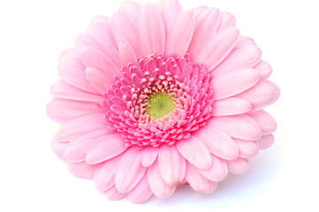 single gerbera isolated