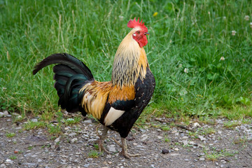 Rooster