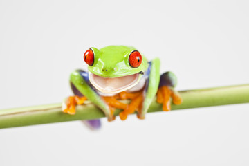 Naklejka premium Crazy frog