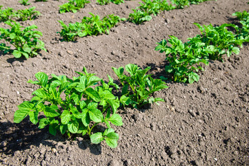 young potato plants