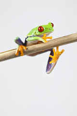 Naklejka premium Frog - small animal red eyed