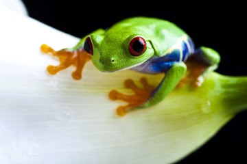 Tree frog