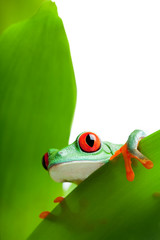 Naklejka premium frog on a leaf isolated white