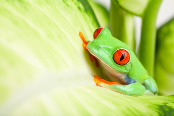 frog in a plant