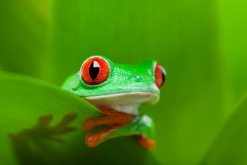 grenouille dans une plante