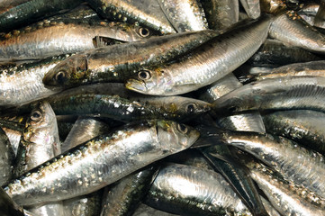 sardinas