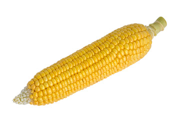 corn, maize