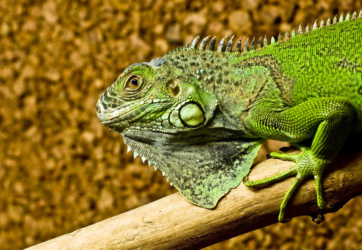 A green iguana rests on the tree