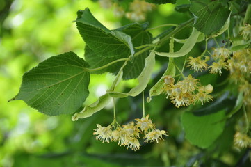rameau de tilleul en fleur
