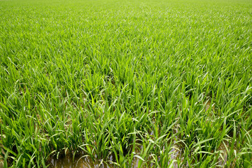 Green rice plants in irrigation spring fields