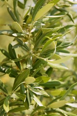 Obraz premium Olive tree field in Spain, macro close up
