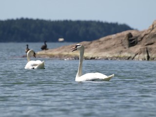 Swans