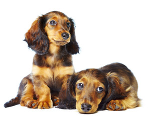 puppys dachshund