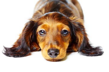 puppy dachshund