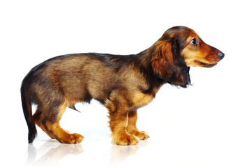 Fototapeta premium puppy dachshund