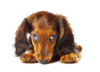 puppy dachshund