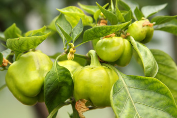 peppers ripening on the plant