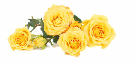 Yellow roses.