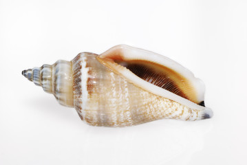 Shell