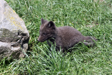 polar fox baby in the summer