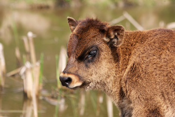 Fototapeta premium close up of a highland cattle calf