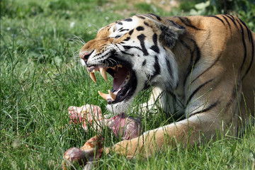 growling siberian tiger, protecting his prey