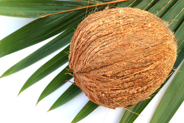 noix de coco sur palmes