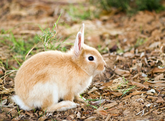 rabbit