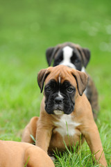 Boxerwelpe 84