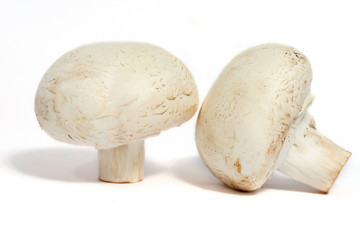champignons de paris