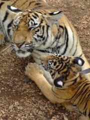 Tigres