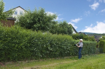 Hecke schneiden, Mann schneidet Hecke