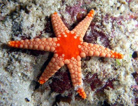 Seestern (Asteroidea) mit ungew&ouml;hnlichen sechs Armen