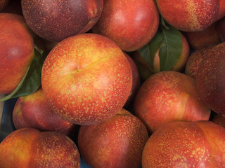 Nocipesche, (Prunus Persica)