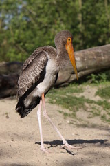 Obraz premium Junger Nimmersatt