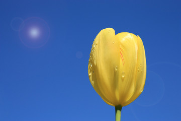Yellow tulip on a background sky