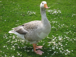 Gans 2