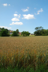 Obraz premium Getreidelandschaft