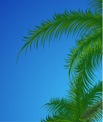 Fototapeta na wymiar Summer background with palm trees. Vector illustration