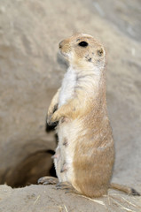 female prairie dog side