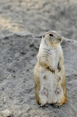 female prairie dog