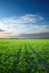 Sunset over green crops