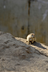 prairie dog by the edge