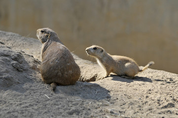 praitie dogs looking away