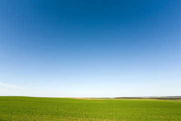 Green crops  and cloudless sky - obrazy, fototapety, plakaty