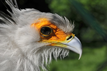 secretary bird head side